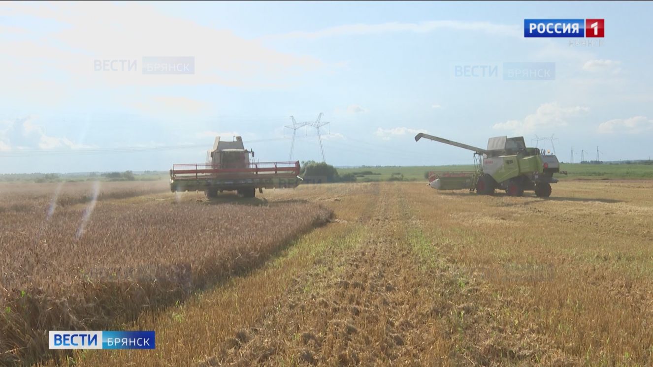 В хозяйствах Брянской области началась уборка зерновых культур