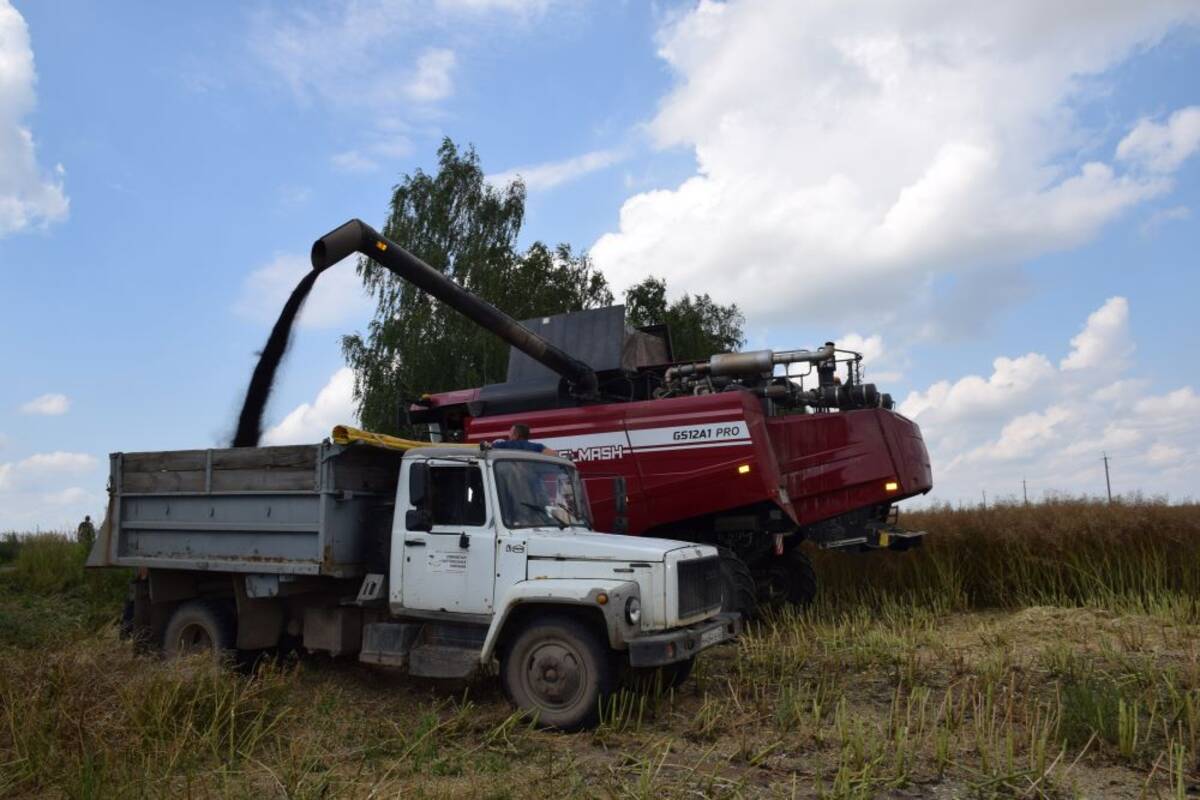 В Климовском районе началась уборка рапса и раннего картофеля