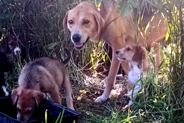 Рогнединский район. Срочно нужен дом для собаки со щенками