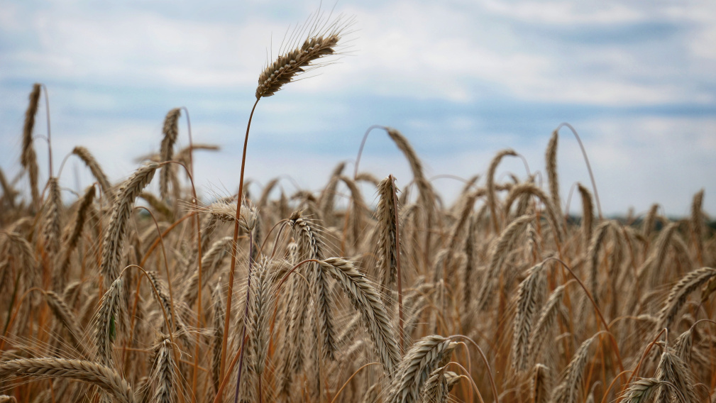 Брянские работники сельского хозяйства удостоены госнаград
