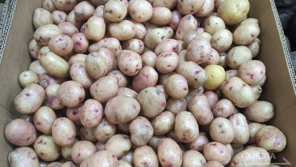 Брянцы могут купить дешевый картофель в центре города