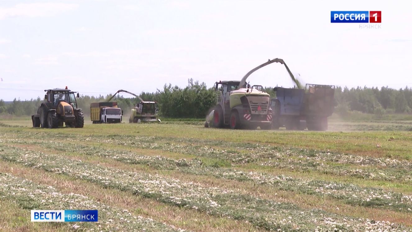 В сельхозпредприятиях Брянщины началась заготовка кормов