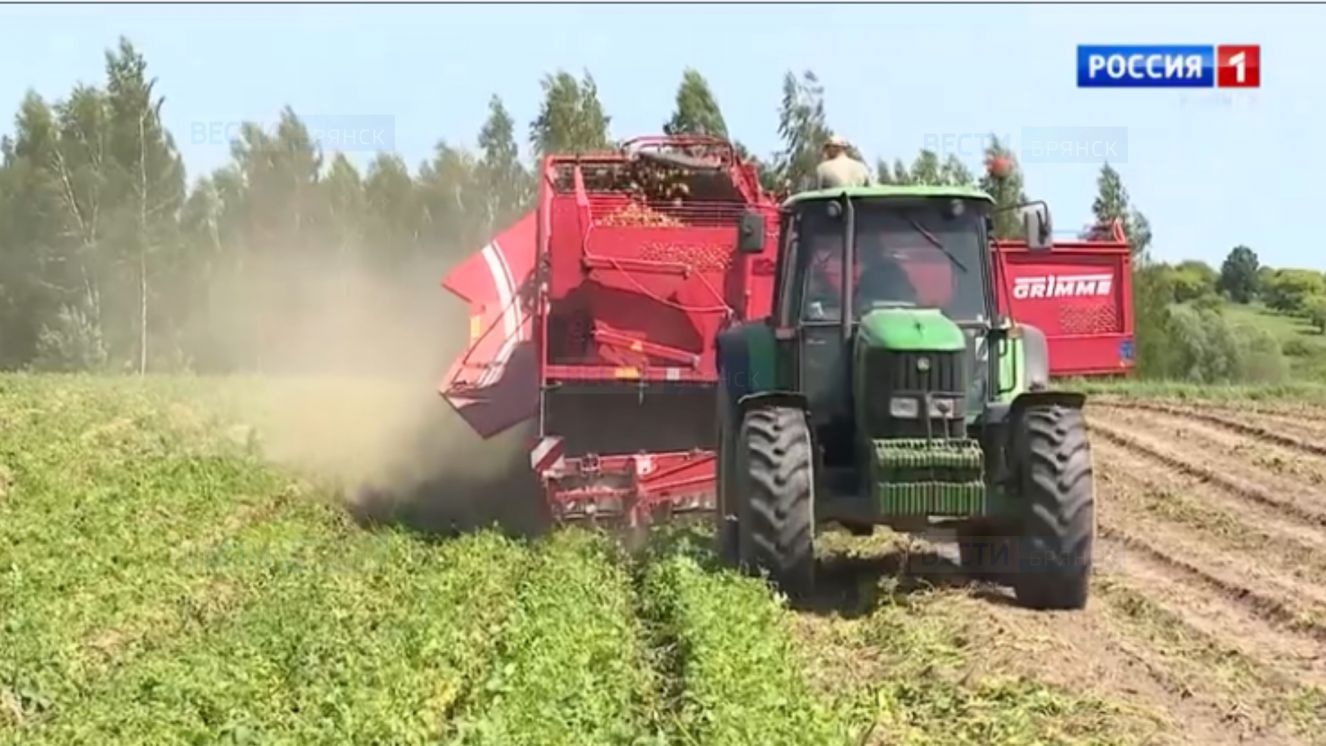 В Брянской области начали сбор раннего картофеля