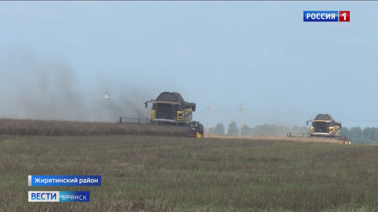 Брянщина лидирует в России по урожайности рапса