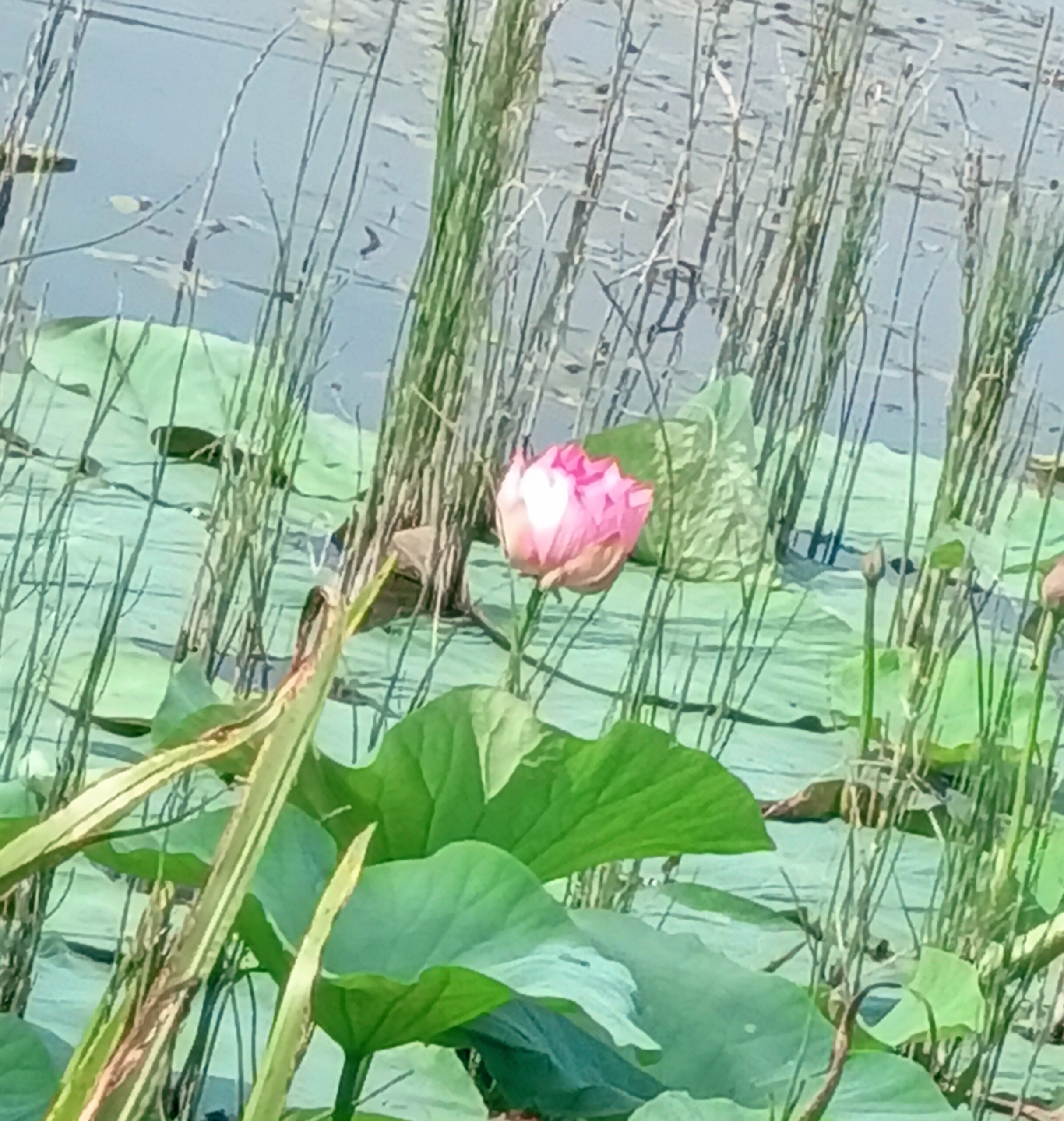 Цветок, подаренный небом