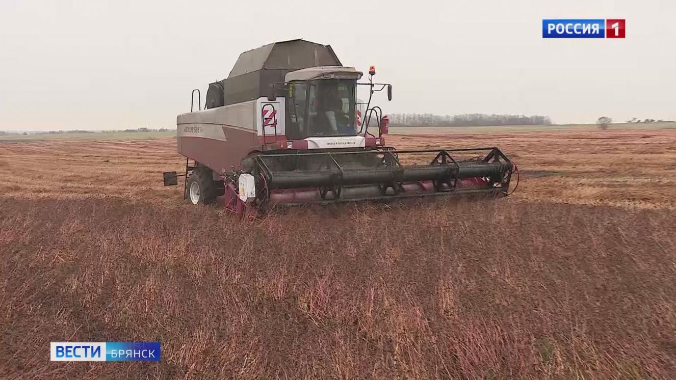 В Брянской области стартовал сбор урожая гречихи
