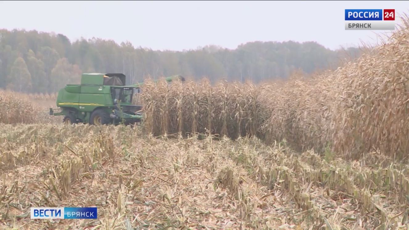 Брянские аграрии приступили к уборке кукурузы на зерно