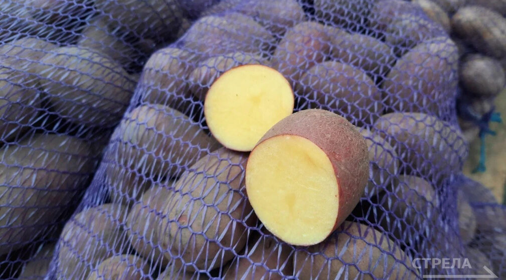 На Брянщине увеличивается выпуск сельскохозяйственной продукции