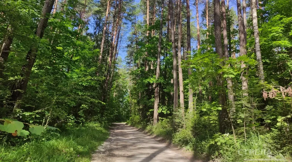 На Брянщине за год вырастили 16 миллионов саженцев для лесов