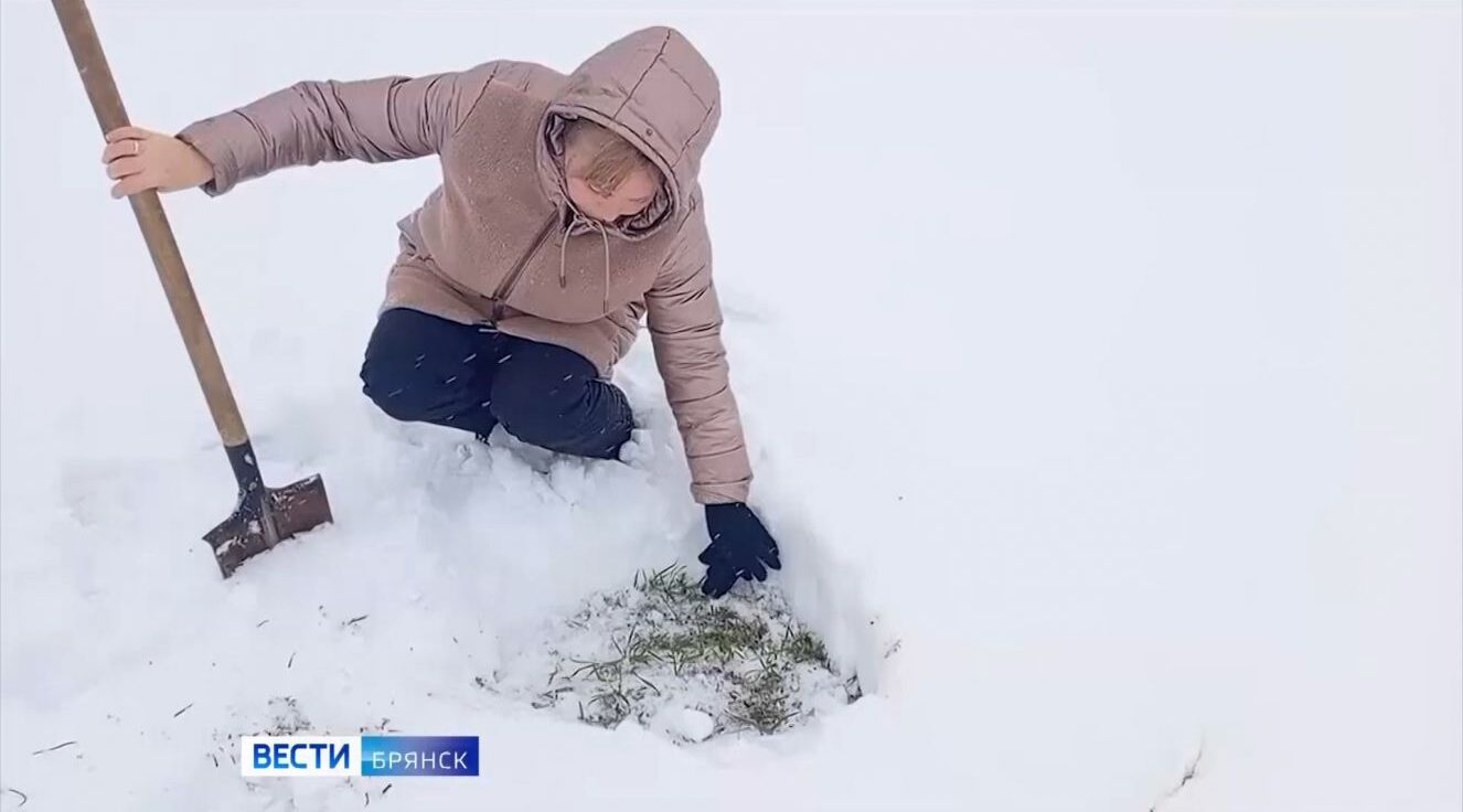 В брянских сельхозпредприятиях приступили к наблюдению за состоянием посевов озимых культур