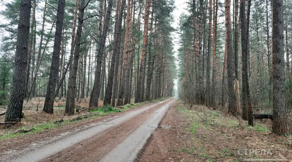 За четыре года на Брянщине удалось восстановить свыше 18 тысяч гектаров лесного массива