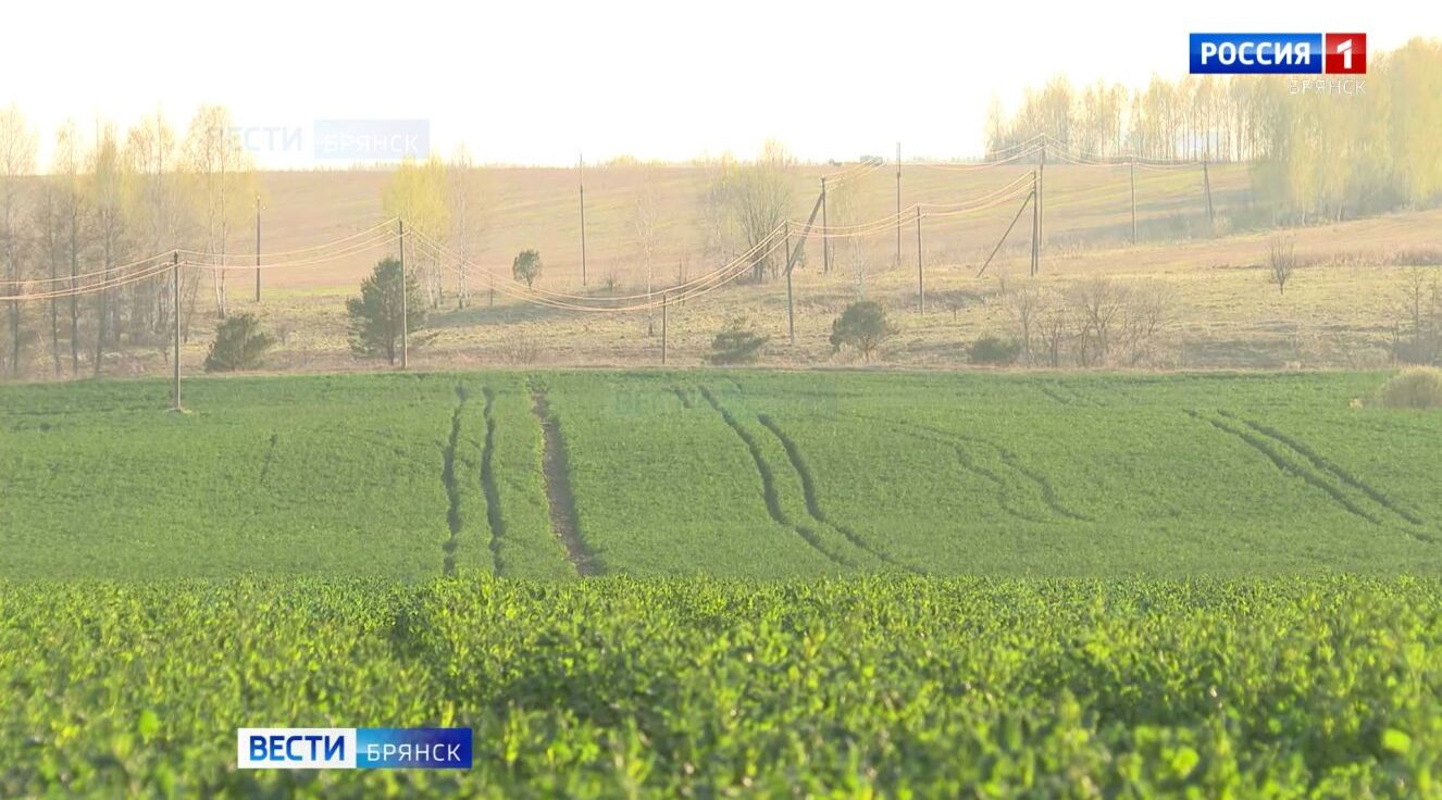 Аграрии Брянской области проводят обследование озимых посевов после сильных заморозков