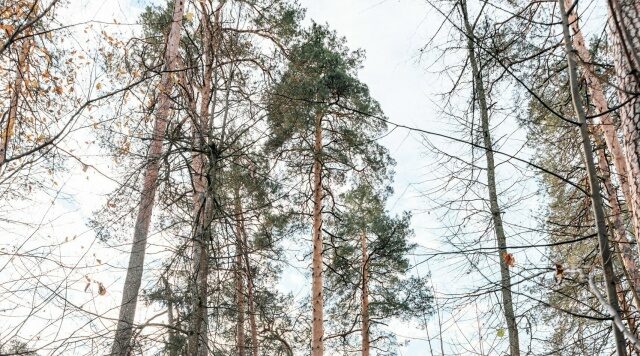 На Брянщине продолжается голосование в конкурсе «Российское дерево года — 2026»